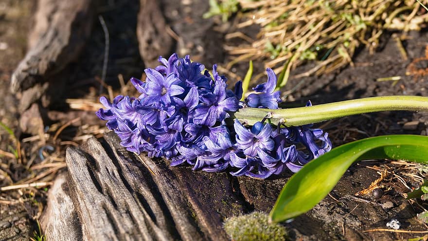květiny, hyacint, květ, botanika, makro, flóra, květina žárovka, jaro, Příroda, rostlina, detail
