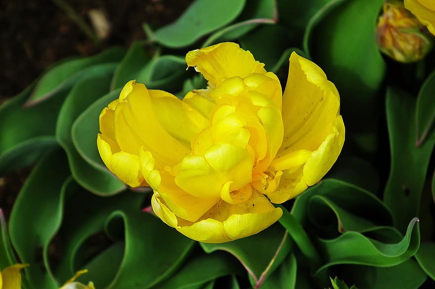 花、黄色いチューリップ、黄色い花、チューリップ、春、庭園、自然、葉、工場、閉じる、黄