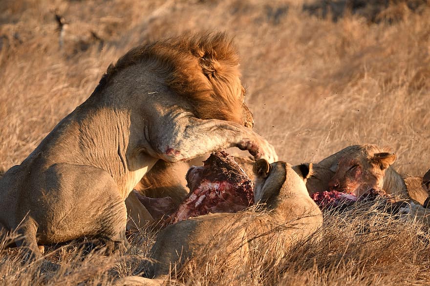 Lew, ssak, zwierzę, lewa, Kenia, Afryka, dzikiej przyrody, panthera leo, zabić, koci, zwierzęta na wolności