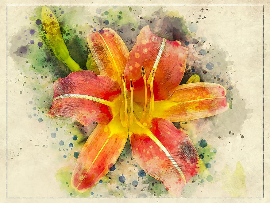 Lilie, Orange, Blume, Natur, blühen, Flora, Garten, Nahansicht, Knospe, digitale Manipulation