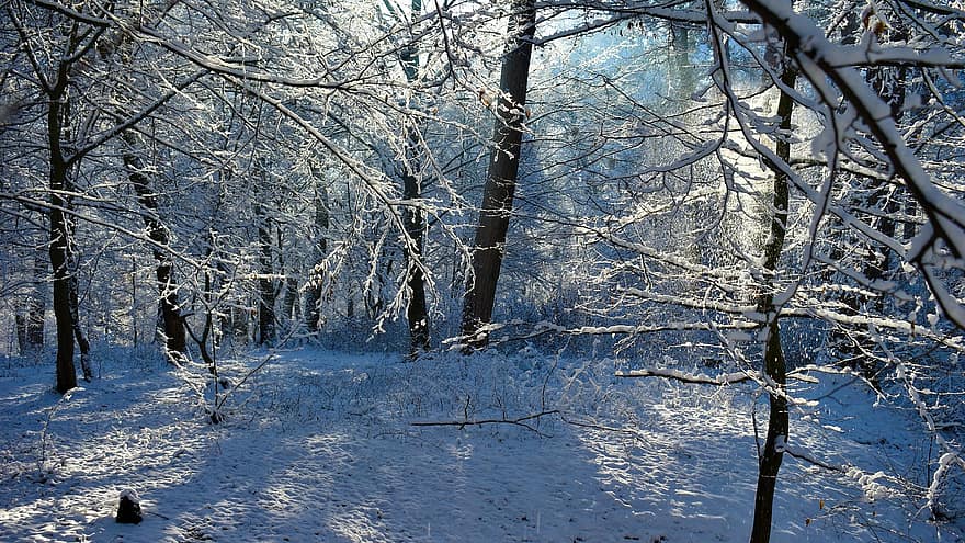 stromy, les, sníh, mráz, zamrzlý, led, Studený, zimní, krajina, slunečního světla, Příroda