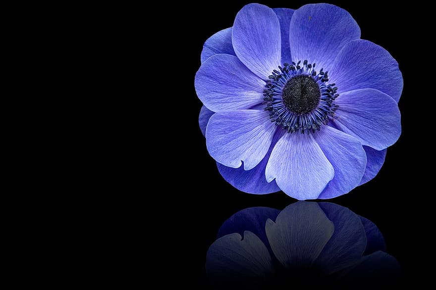 poppy anemoon, bloem, blauwe bloemblaadjes, anemone coronaria, Rozet blauwe bladeren, zwarte achtergrond, reflectie, florale achtergrond