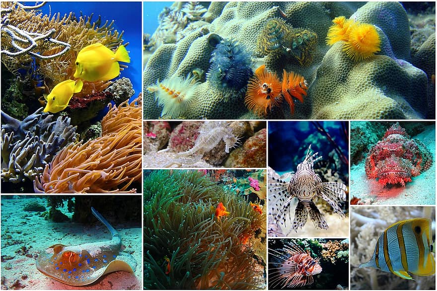 fisk collage, fotokollasje, under vann, under havet, natur, dyreliv, collage, hav, korall