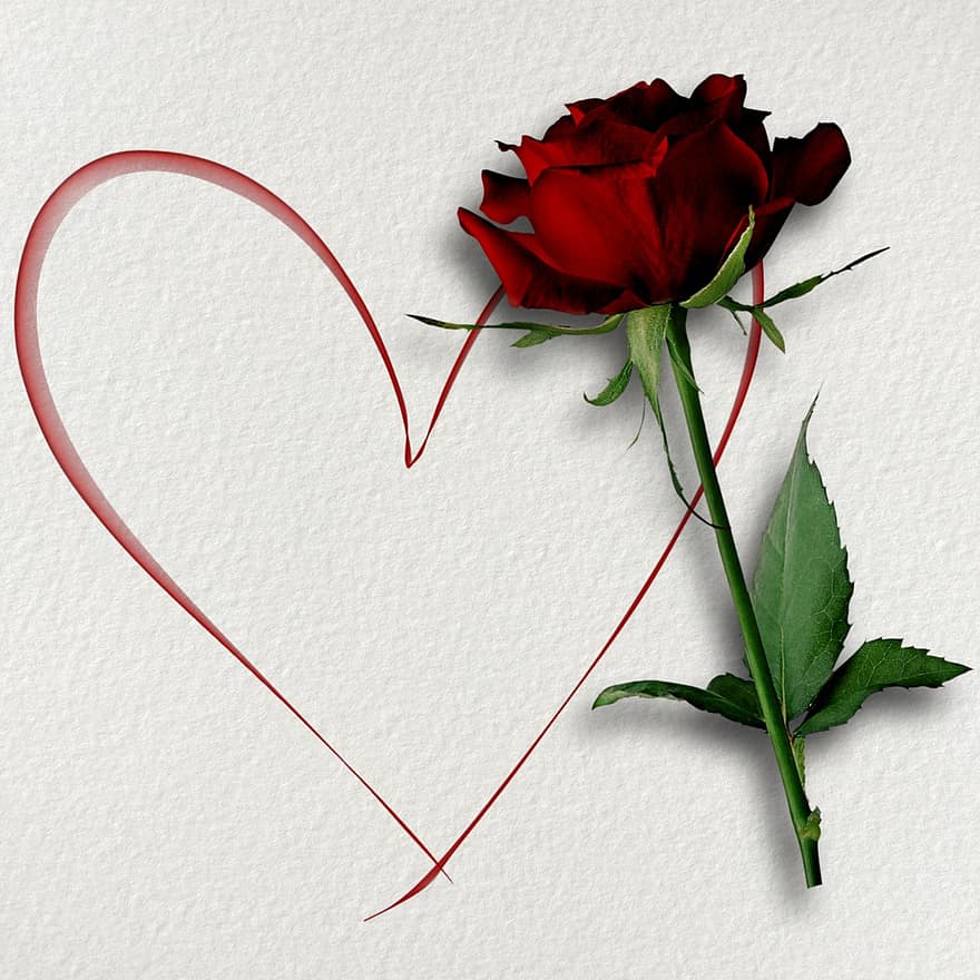 Rosa, flor, amor, corazón