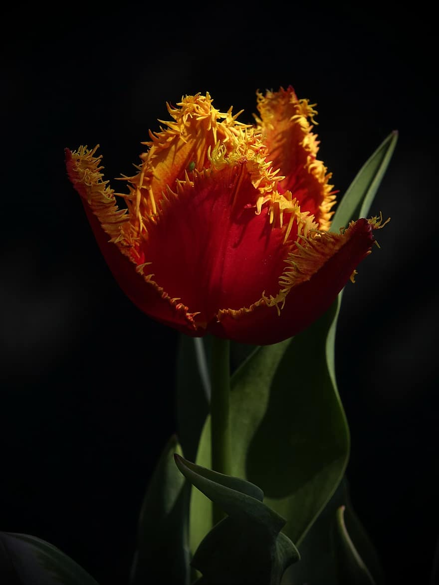 tulipan, blomst, plante, crispa tulipan, Frynset-tulipan, kronblade, flor, flora, natur, forår