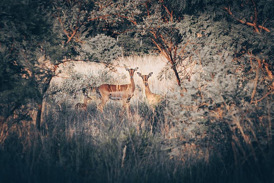 Impala, малка юж.-афр. антилопа, двойка, бозайници, паша, дървета, гора, дивата природа, африка, на открито, пустиня