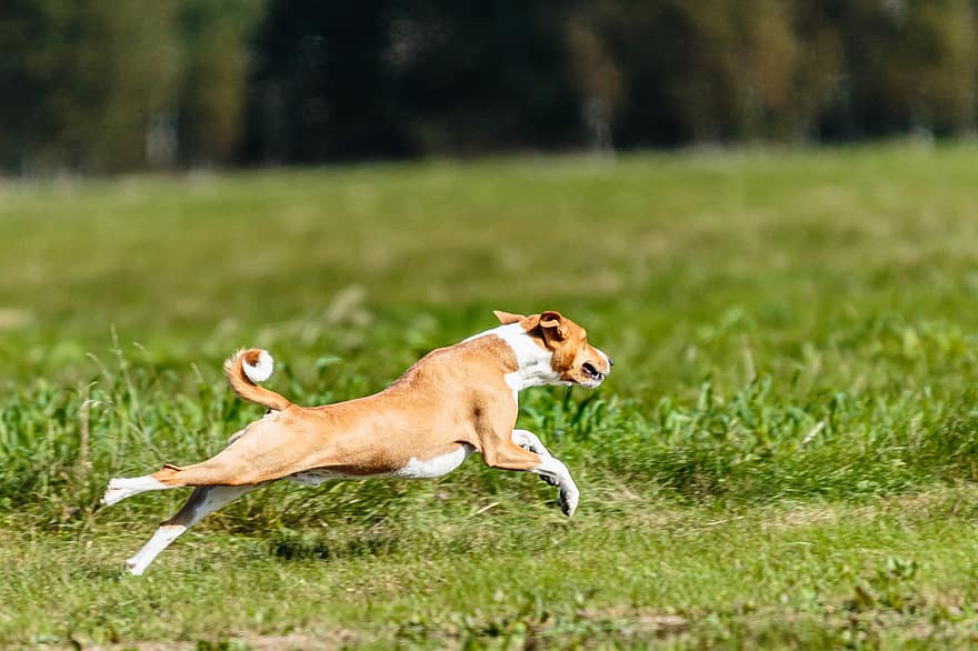 Dog, Basenji, Running, Outdoors, Field, Active, Agility, Animal, Athletic, Beautiful, Breed