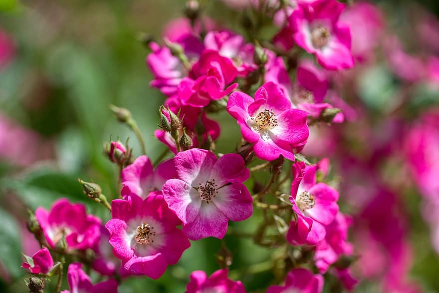 장미, 채워지지 않은 장미, 꿀벌 음식, 꽃들, 담홍색