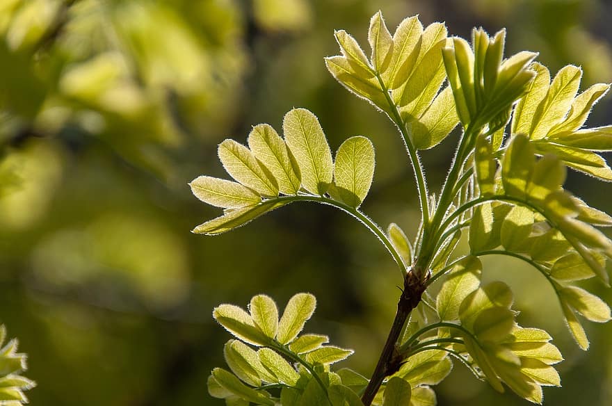 Tree, Spring, Leaves, Nature, Plant, leaf, green color, close-up, summer, macro, freshness