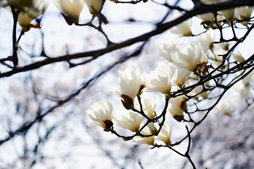 blomster, flor, magnolia, blomstre, botanik, kronblade, forår, sæson-, natur, japan, landskab