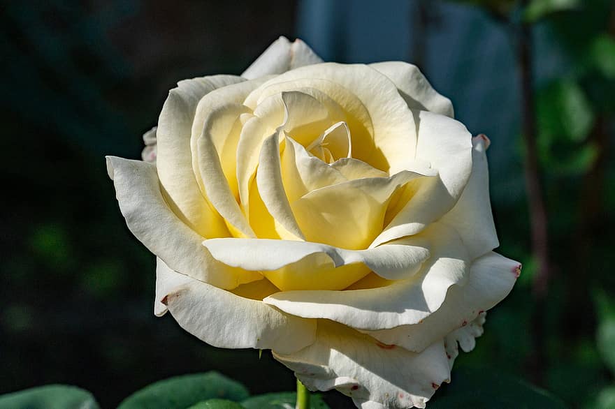 Rosa, flor amarilla, Rosa amarilla, naturaleza, de cerca, pétalo, hoja, planta, flor, cabeza de flor, verano