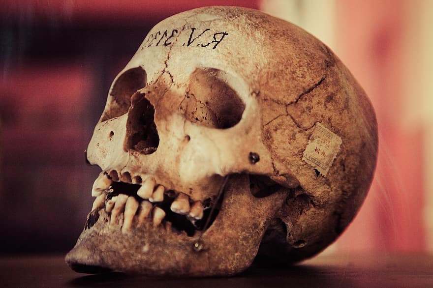 crâne, vieux, crâne humain, ancien, antique, noir, Humain, mal, sale, terrifiant, l'histoire
