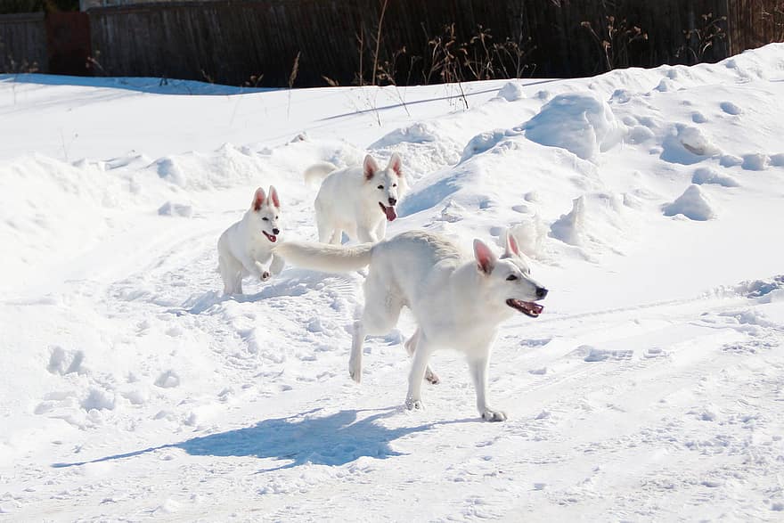 hvit hyrde, hunder, snø, vinter, gjeter, dyr, canine, pattedyr, hund, kjæledyr, søt