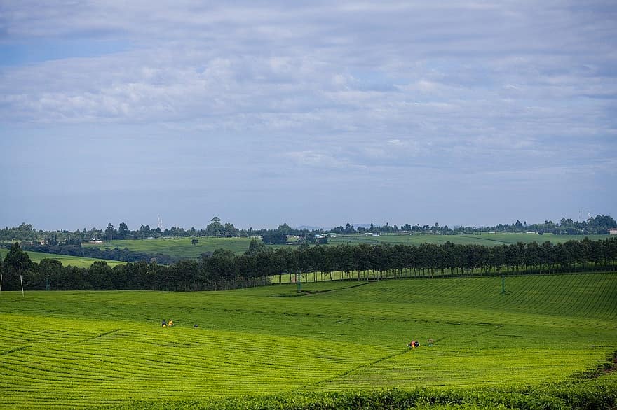 茶畑、ケニア、農業