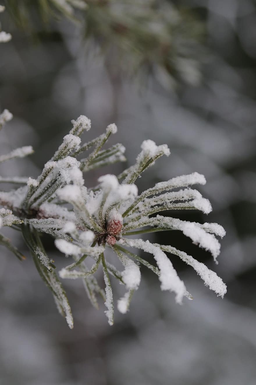 Pine, Needles, Frost, Hoarfrost, Snow, Winter, Conifer, Branch, Tree, Plant, Forest