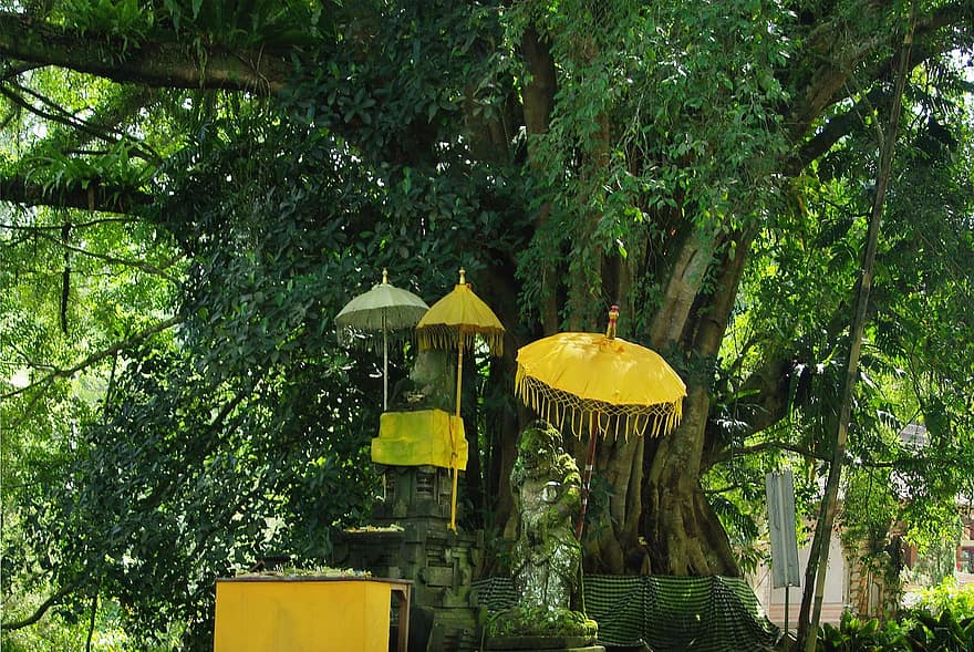 ναός, ινδοσύκη, ομπρέλες, Μπαλί, δέντρο, δάσος, πράσινο χρώμα, καλοκαίρι, φύλλο, κίτρινος, φυτό
