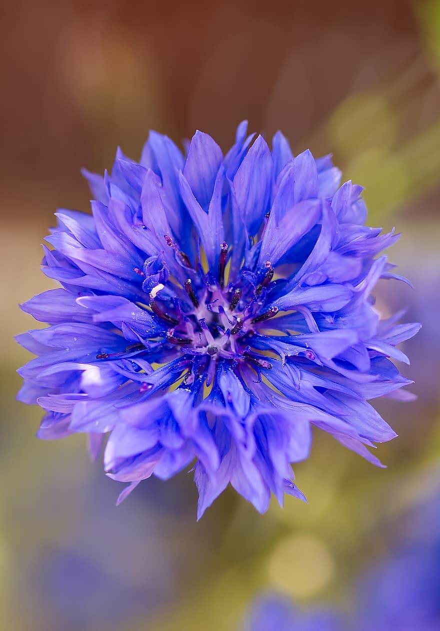 bleuet, fleur, plante, pétales, fleur bleue, fleur sauvage, Floraison, flore, Prairie, la nature, fermer