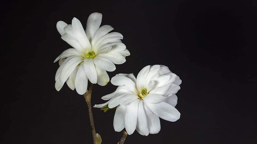 magnolia, bloemen, fabriek, magnolia bloesem, witte bloemen, bloemblaadjes, bloeien, lente bloeier, donker