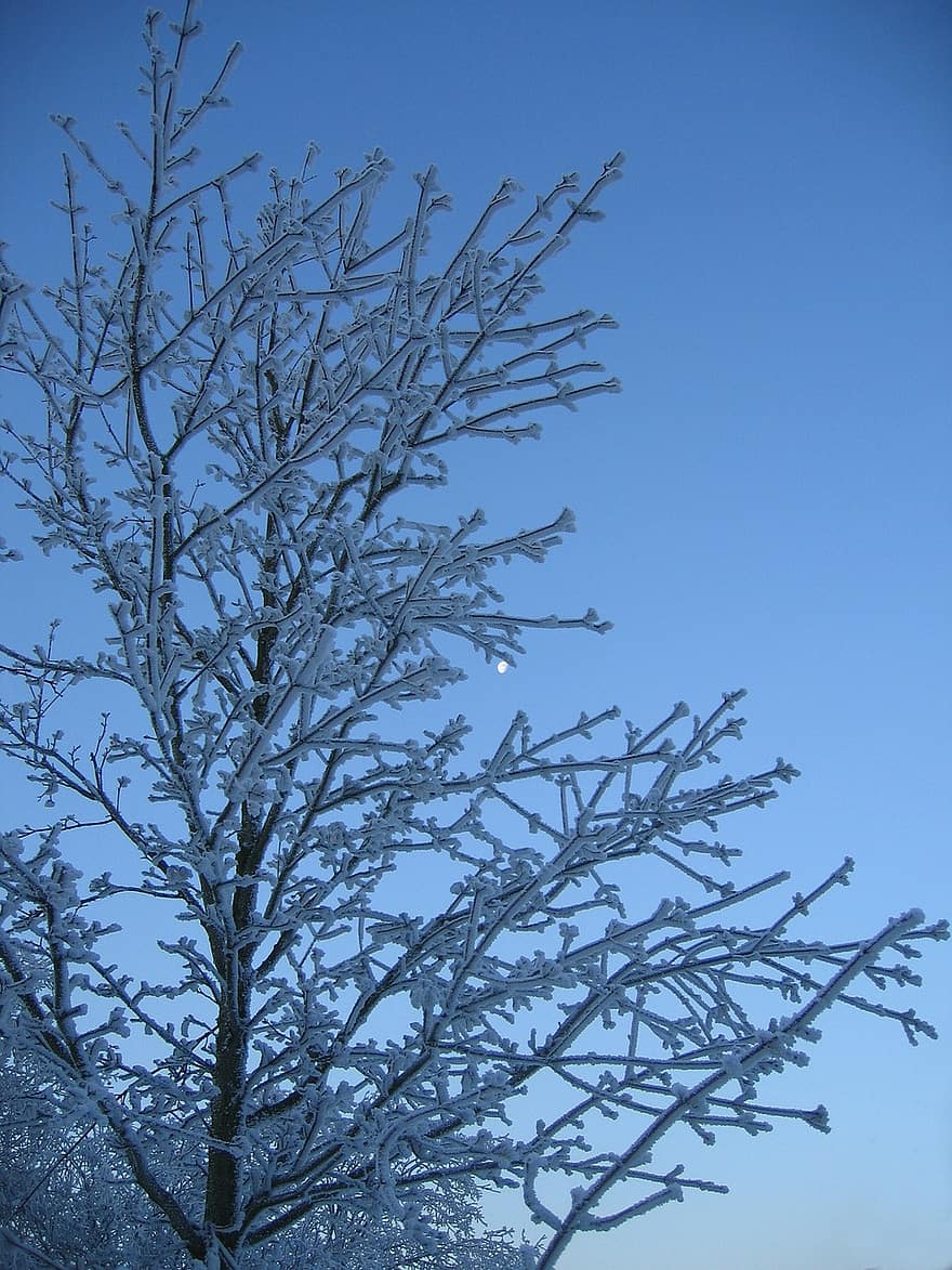 木、冬、雪、霜、コールド、粉砂糖、自然、氷、風景、冬の魔法、フローズン