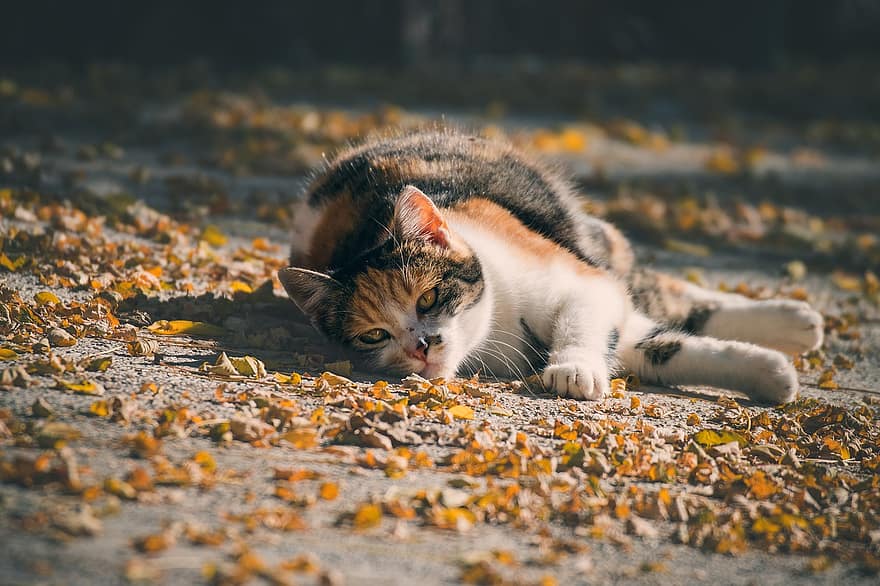 kočka, domácí zvíře, listy, mourek, zvíře, domácí kočka, Kočkovitý, savec, odpočinek, podzim