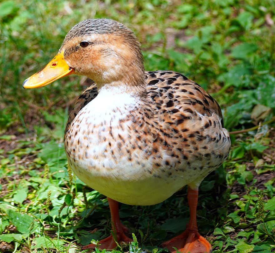 патица, птица, природа, животно, зеленоглава патица
