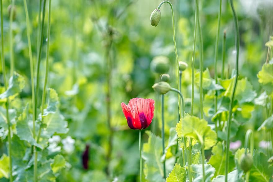 Poppy, Only One, Red, Poppy Field, Green, Flowers