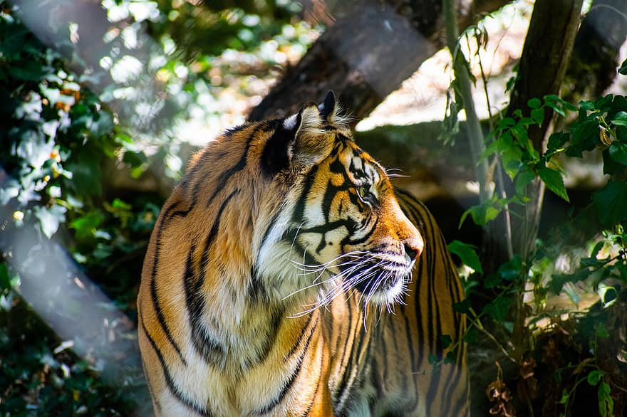 tiger, dyr, Zoo, stor kat, striber, feline, pattedyr, natur, dyreliv, bengal tiger, dyr i naturen