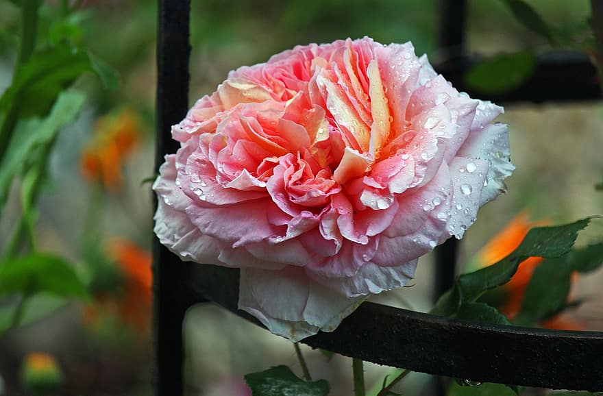 Роза, цвести, цветение, романтик, сад, красота, роза цветет, розовый куст, природа, лепестки, романс