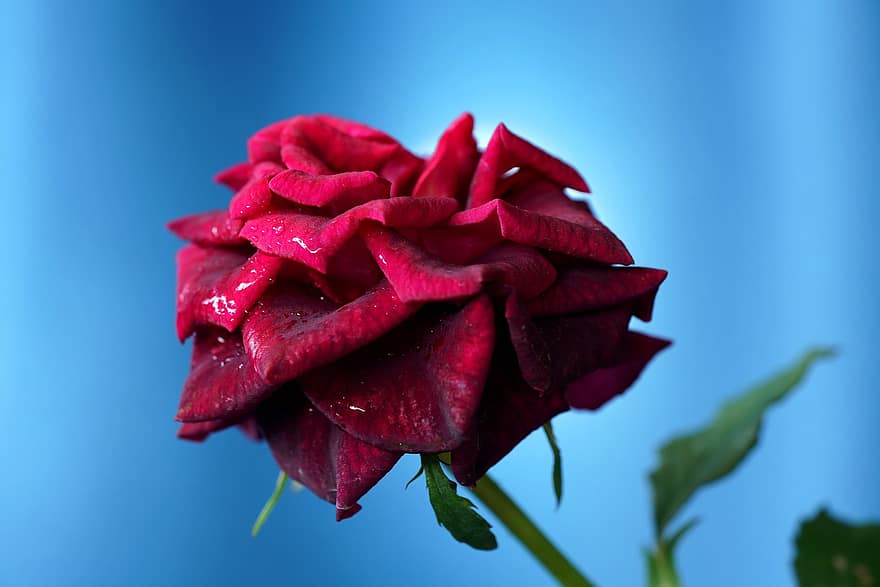 rosa, fiore, pianta, rosa rossa, rugiada, bagnato, Guazza, fiore rosso, petali, fioritura, natura