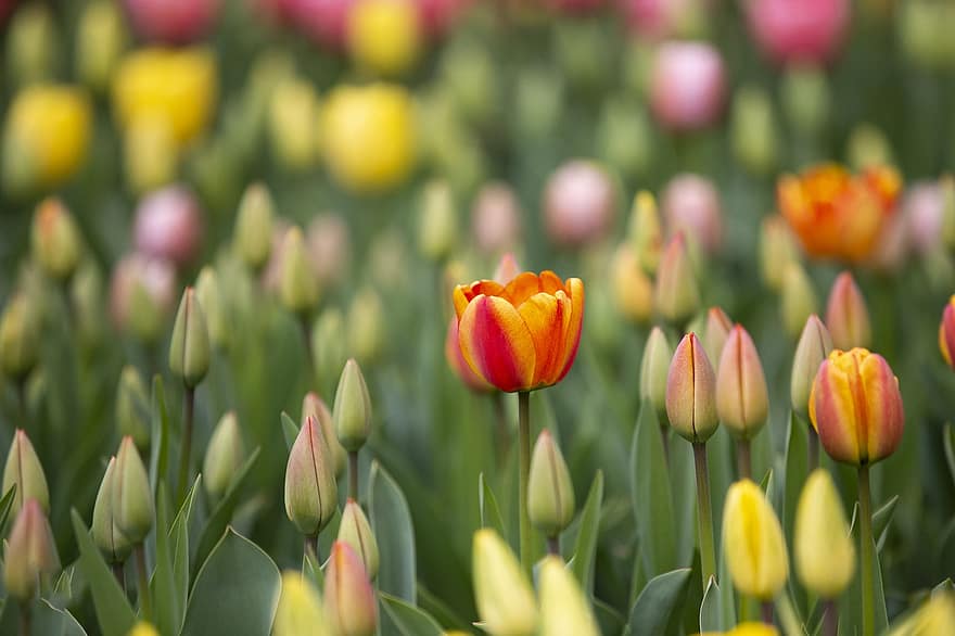 tulipe, coloration, épanouissement, fleur, le jardin, saison