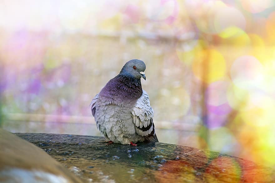 Pigeon, Bird Bath, Bird, Fountain, Colorful Lights, Animal, Dove