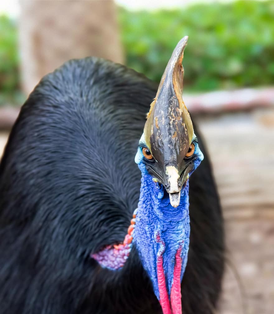 Bird, Ornithology, Southern Cassowary, Animal, Wildlife, Species, Fauna, close-up, animals in the wild, animal head, feather
