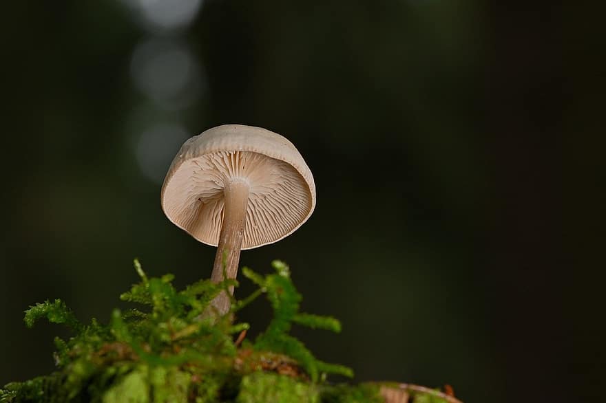 mushroom, disc fungus, fungal science, close-up, forest, plant, fungus, macro, growth, green color, autumn
