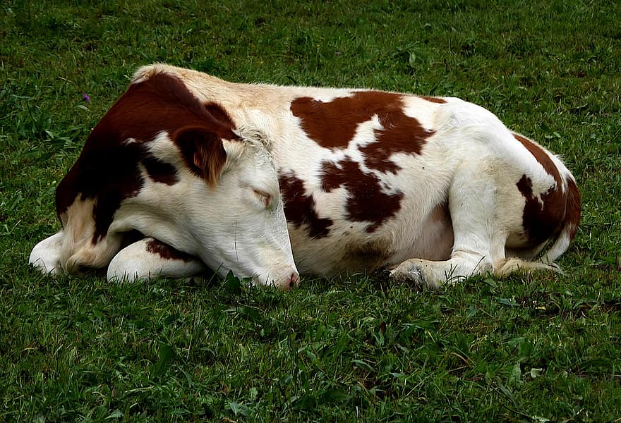 bovine, vacă, dormit, adormit, animal, mamifer, șeptel, păşune, fermă