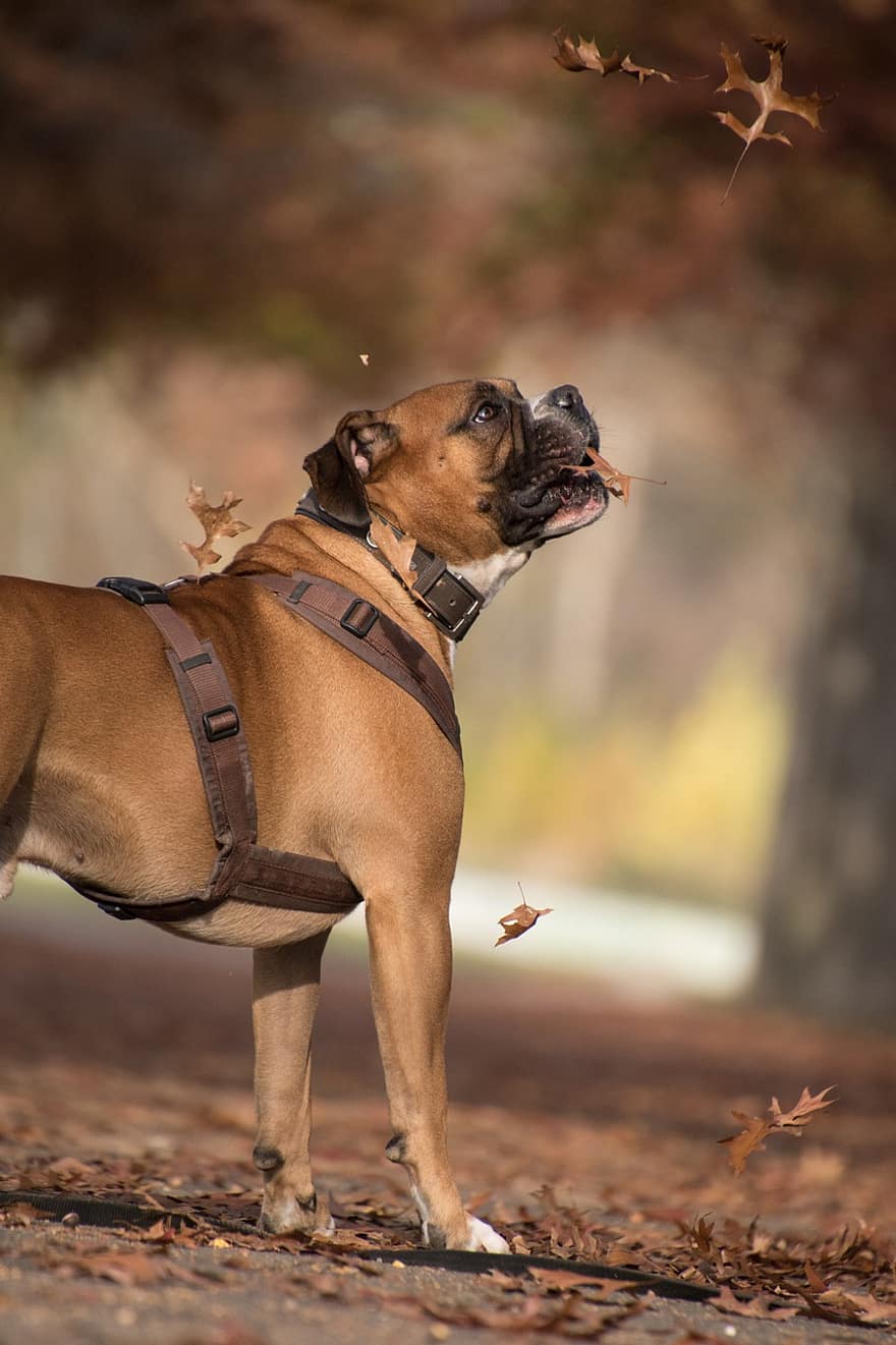 Dog, Playful, Park, Harness, Dog Harness, Pet, Canine, Domestic, Trees, Autumn, Animal