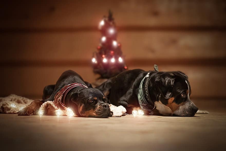 kutya, rottweiler, Lámpák, Karácsony
