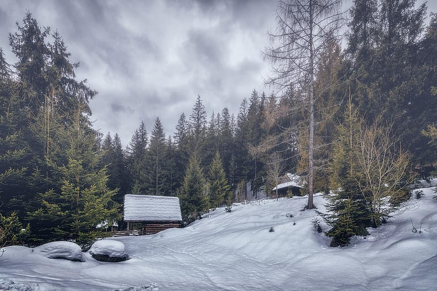 Cottage, cabina, alberi, foresta, la neve, montagne, Museo, aria aperta, Skansen, inverno, casetta