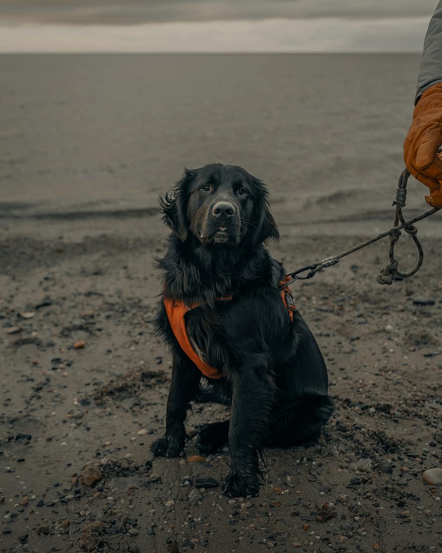 Dog, Leash, Beach, Pet, Black Dog, Animal, Sand, Coast, Seashore, Domestic Dog, Canine
