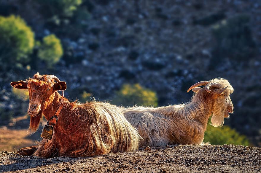 Goats, Animals, Livestock, Mountain Goats, Mammals, Billy Goat, Horns, Bell, Rest, Mountain, Nature