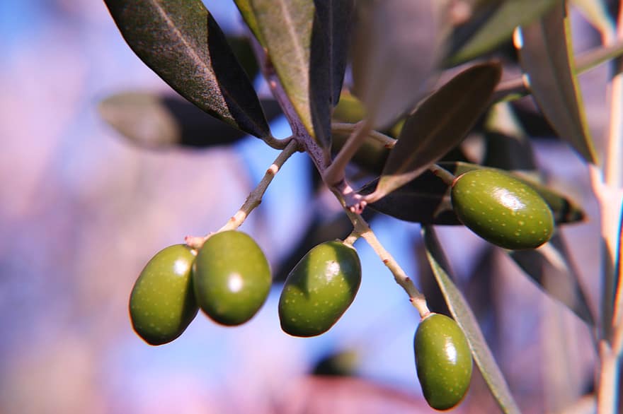 oliv, grön, gren, medelhavs, växt, hälsosam, natur, olja, löv