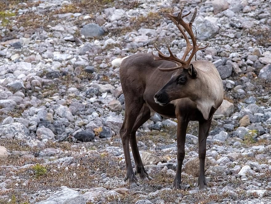 caribou, renne, animal, faune, mammifère, en voie de disparition, la nature, sauvage, rocheux, terrain, environnement
