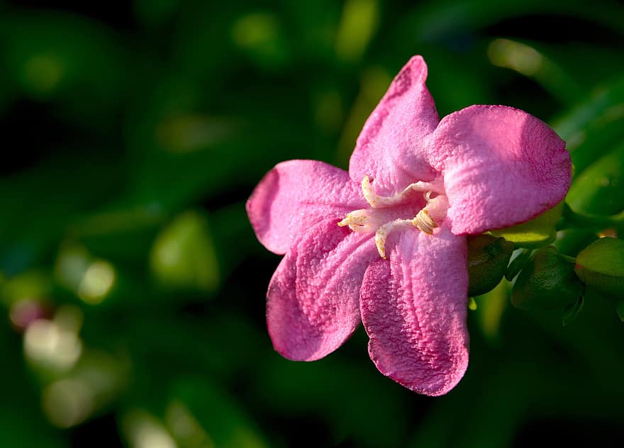 रेवेन स्पेक्टैबिलिस, फूल, वनस्पति