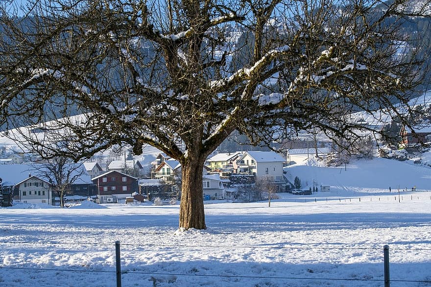 Winter, Stadt, Dorf, Schweiz, Schnee, Baum, Häuser, draußen, schneebedeckt, Landschaft, Jahreszeit, Eis