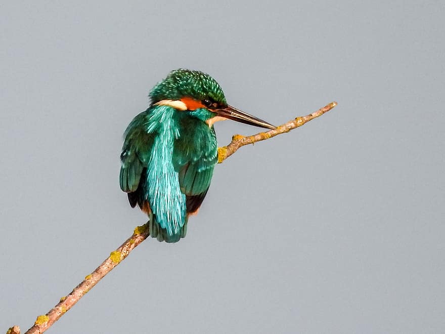 Kingfisher, Bird, Animal, Wildlife, Plumage, Beak, Perched, Branch, feather, animals in the wild, close-up