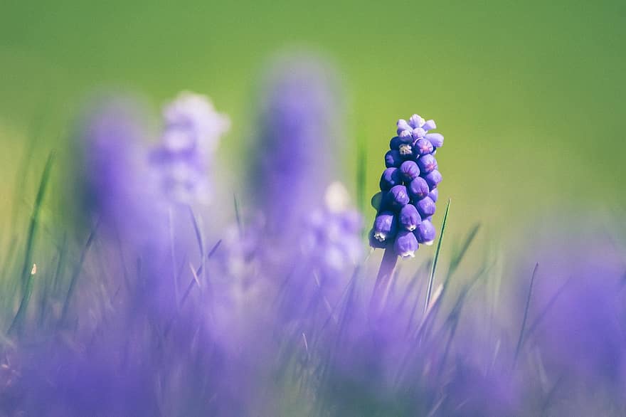 vynuogių hiacintas, gėlė, augalų, muscari, violetinė gėlė, žiedlapių, žydi, žiedas, flora, sodas, pavasaris