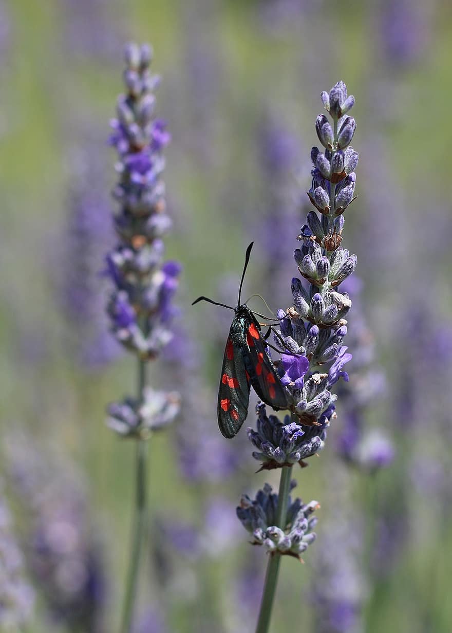Sex plats Burnet Moth, lavendel-, fjäril, insekt, natur, pollen