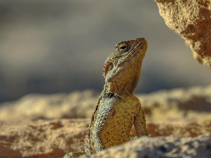 Lizard, Animal, Rocks, Camouflage, Reptile, Laudakia Stellio Cypriaca, Kourkoutas, Fauna, Nature, Cyprus, Closeup