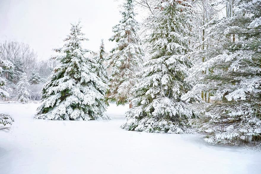 Kiefern, Bäume, Winter, Schnee, Pfad, Nadelbäume, immergrüne Pflanzen, Frost, gefroren, kalt, schneebedeckt