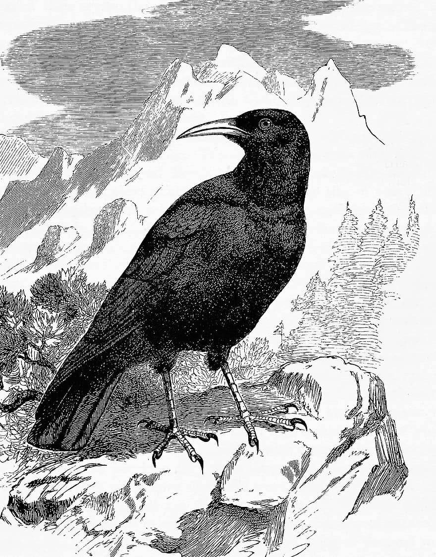 alppivarikseen, varis, Corvidae, lintu, musta lintu, vuoret, luonto, mustat höyhenet, höyhenpeite, ornitologia, viivan piirtäminen