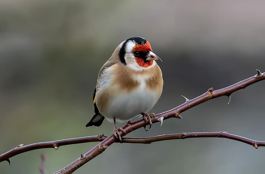 Goldfinch, fugl, dyr, Carduelis Carduelis, dyreliv, fjærdrakt, gren, perched, nebb, natur, fugletitting